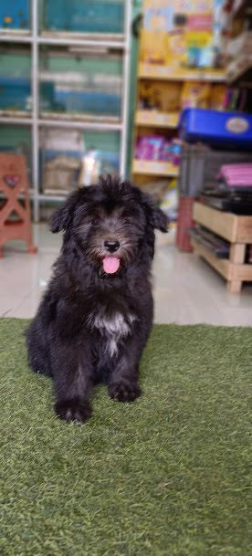 Dog training service