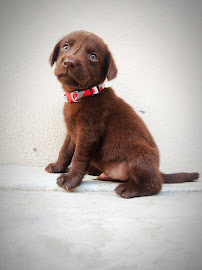 Sai Pets gallery image