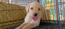 Sai Pets gallery image