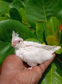 Sai Pets gallery image
