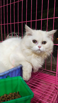Sai Pets gallery image