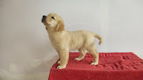 Sai Pets gallery image