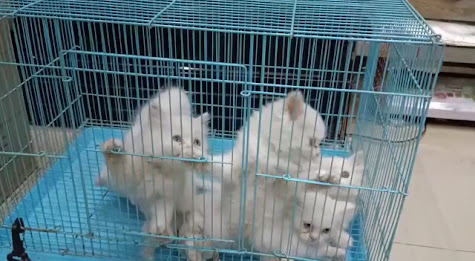 Domestic and international pet transport