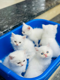 Sai Pets gallery image