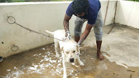 Sai Pets gallery image