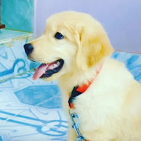 Sai Pets gallery image