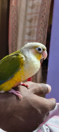 Sai Pets gallery image